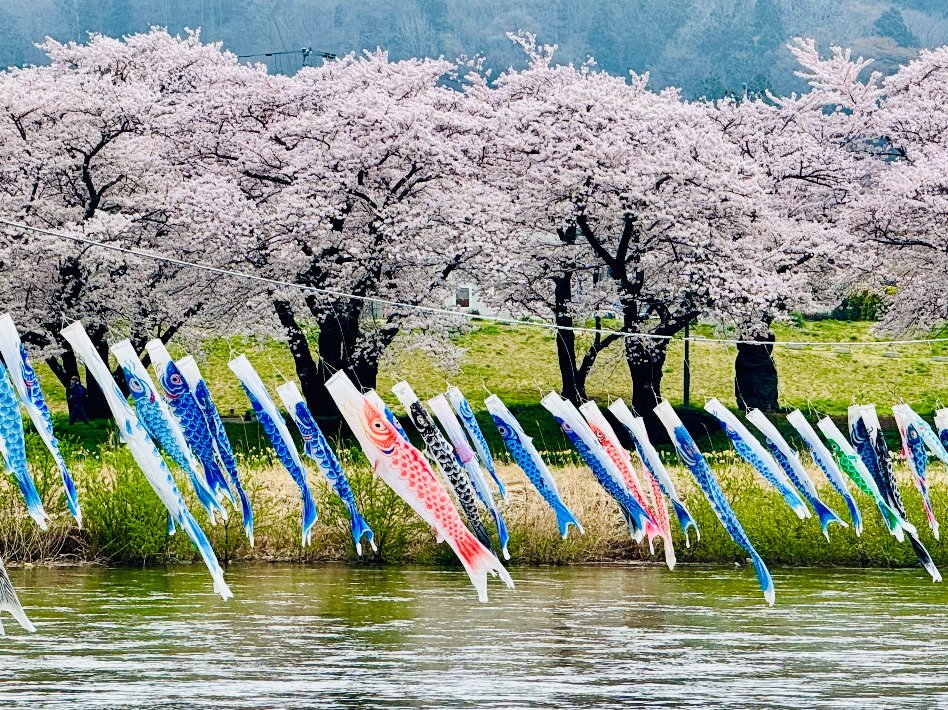 🌸 기타카미 시립공원 텐쇼치 이미지 7